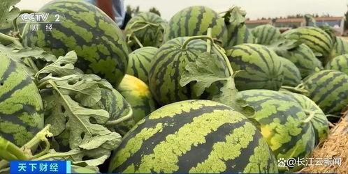 山东两位网红吃瓜,山东网红挑战“极限吃瓜”大比拼  第1张